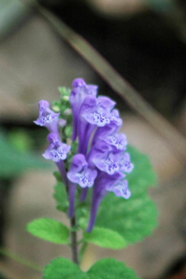 紫红色景观花卉，花卉紫色花卉