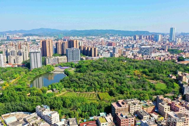 江南公园黄花风铃木陆续绽放，品悟江南 ， 醉看江南风铃美