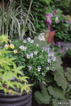 角堇从种子到开花，小花园年年增加的植物--角堇