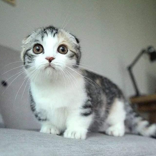 什么猫最温顺且掉毛不多，的4种猫，不易生气，也不记仇
