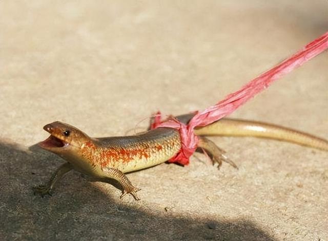 农村蛇最怕什么动物，蛇皮碰到鹅屎后就会腐烂