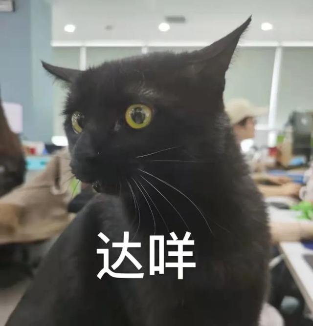 猫可以吃汤圆吗，我劝你千万别给猫吃这些东西（猫不能吃的几样东西是什么）
