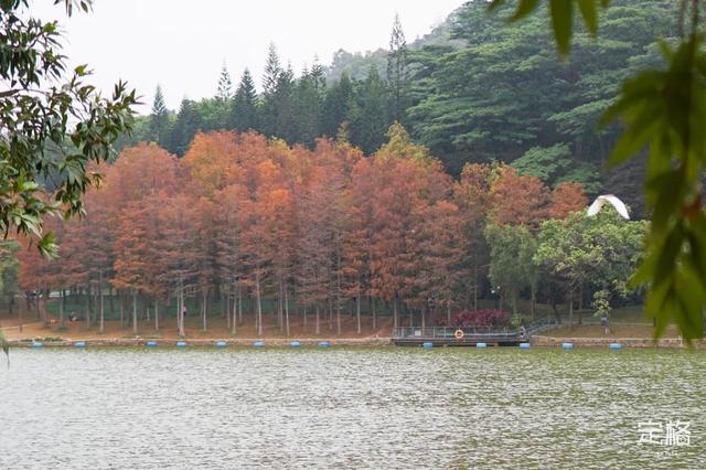 深圳地铁1号线游玩，免费地铁直达深圳这些地方一天玩遍