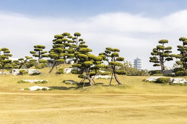 2米高罗汉松价格多少，2米高罗汉松价目表