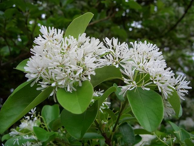 花卉图片及名称大全，常见绿植花卉及名称大全（100种常见花图鉴）