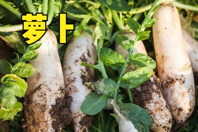 现在适合种什么菜，现在这个季节种植什么蔬菜最好（这10种蔬菜可以种植）