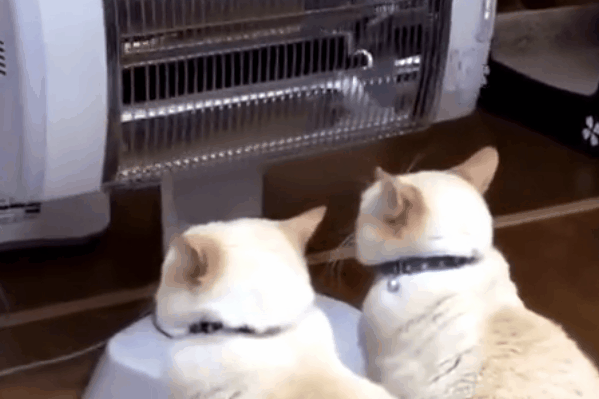 猫咪究竟怕不怕冷，猫咪怕冷注意事项