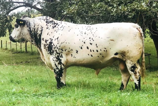 世界上所有牛的品种识别，一种英国杂交牛