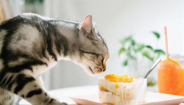 猫最爱吃的10种食物，猫咪可以吃的10种常见人类食物