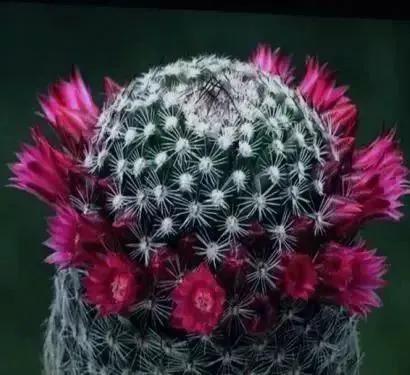 各种最好看的鲜花，分享40多种美丽的鲜花