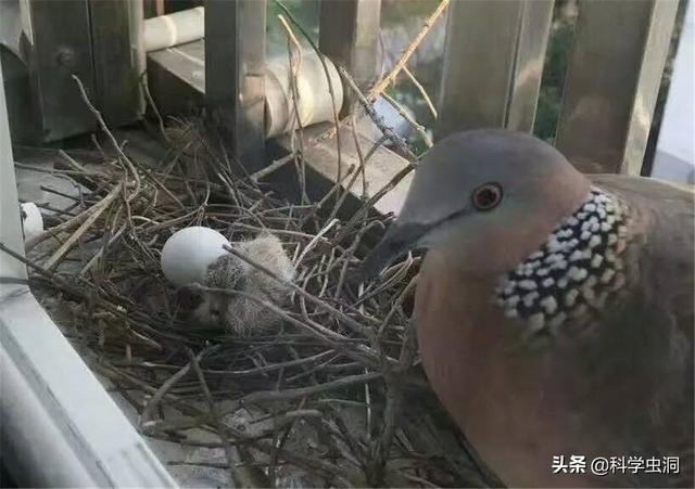 野生斑鸠有多少种，但为何很少会看到斑鸠巢穴