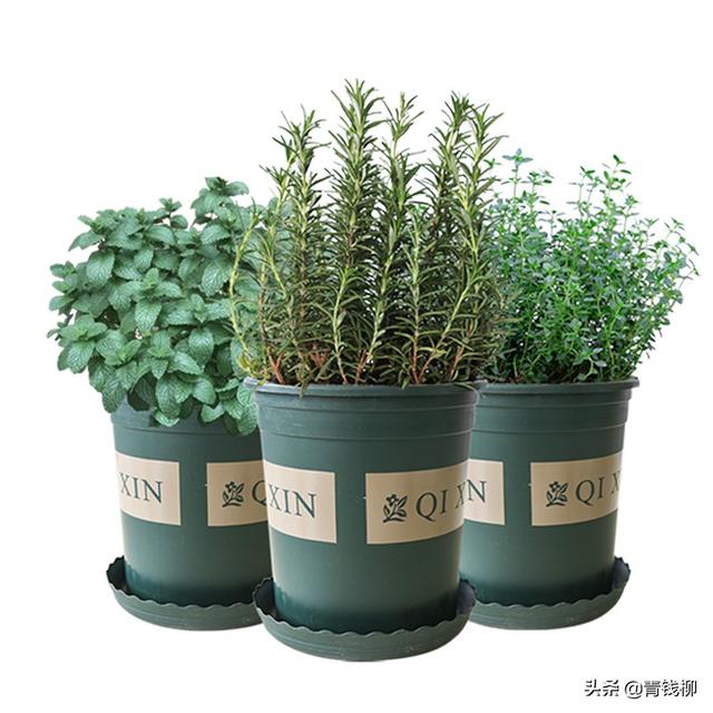 西餐罗勒酱的做法，意大利罗勒青酱