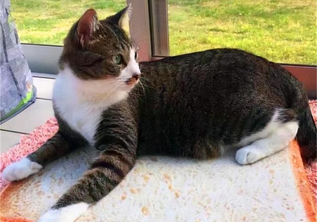 猫的记忆有多久，猫咪对主人的记忆可以持续多久（猫咪会不认识自己吗）
