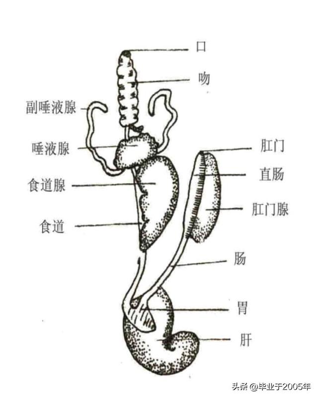 海螺和猫眼螺哪个更好吃，这3种小海鲜正大量上市