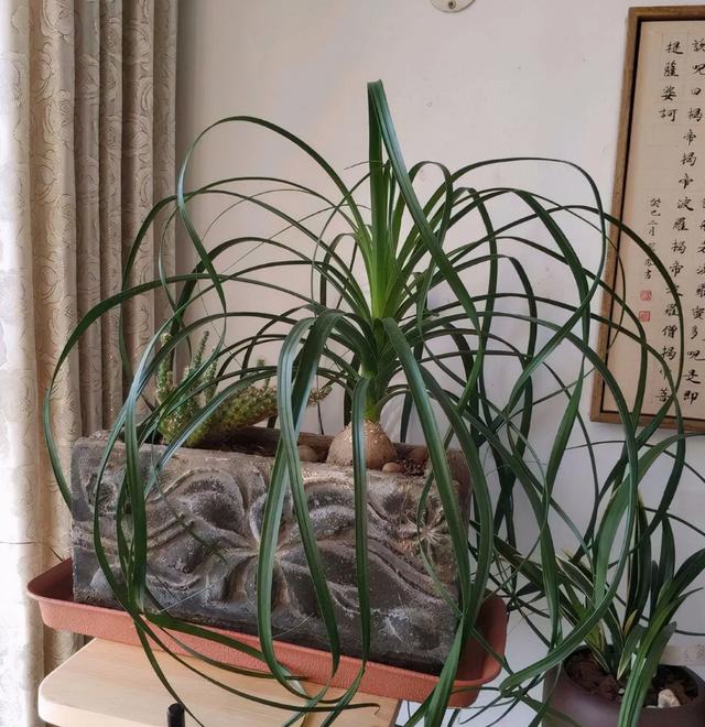这2种耐阴花卉没阳光也能开爆盆，选4种耐阴花