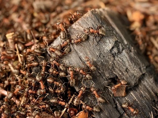 蚂蚁是由什么进化来的，蚂蚁是地球上进化得最完美的生物