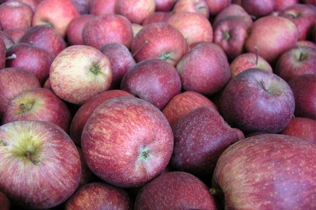 红富士苹果产地在哪里，第一个敢向我国大量出口红富士苹果的国家（红富士苹果是哪里引进的）