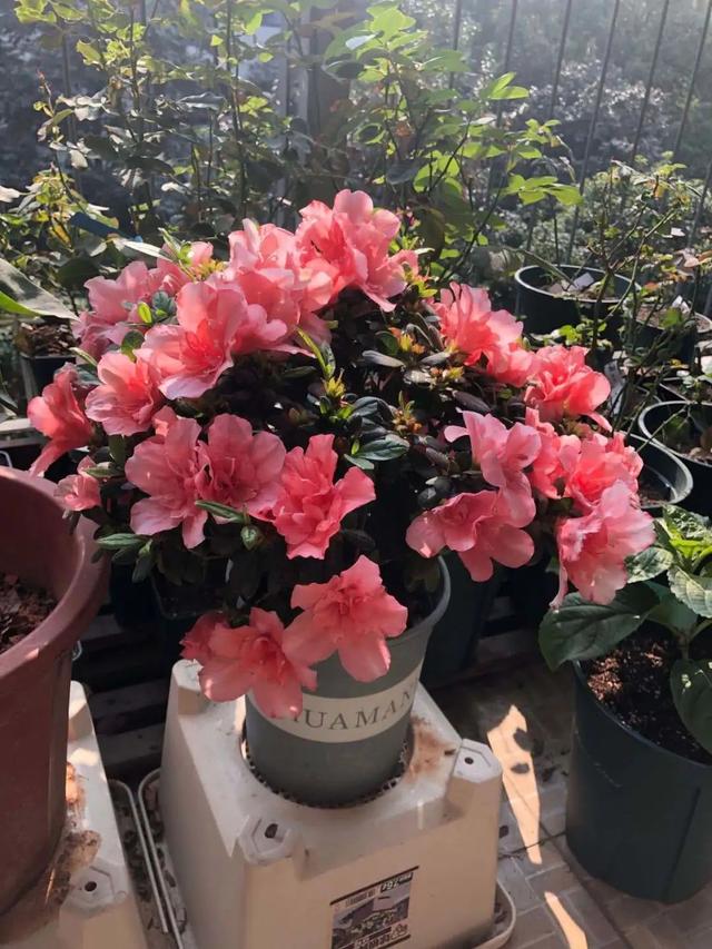 什么花好看又好养，开花好看又好养的花卉（种一盆好看又好养）