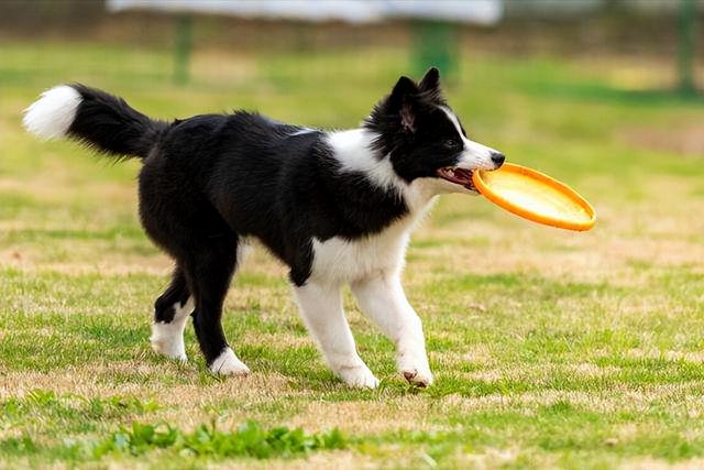 边牧犬怎么养护，“七岁智商”的边境牧羊犬