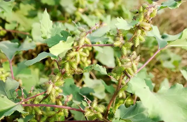 农村产生的八种野果，如果你家在农村