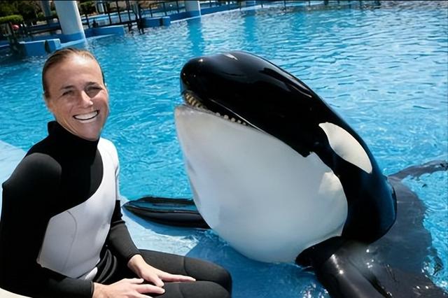 鲸鲨和虎鲸谁厉害，最大的鲸鲨到底有多大（在人类面前不堪一击）