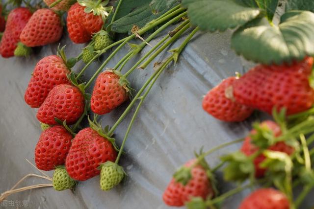 草莓种植技术及施肥，但你知道种植出好草莓的秘笈吗