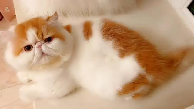 一般的猫咪寿命多少年，虽然猫会先于主人而去