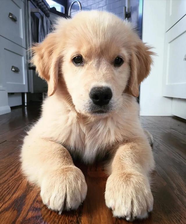 什么小型犬最聪明，三种最聪明的狗狗（非常适合“新手”饲养）