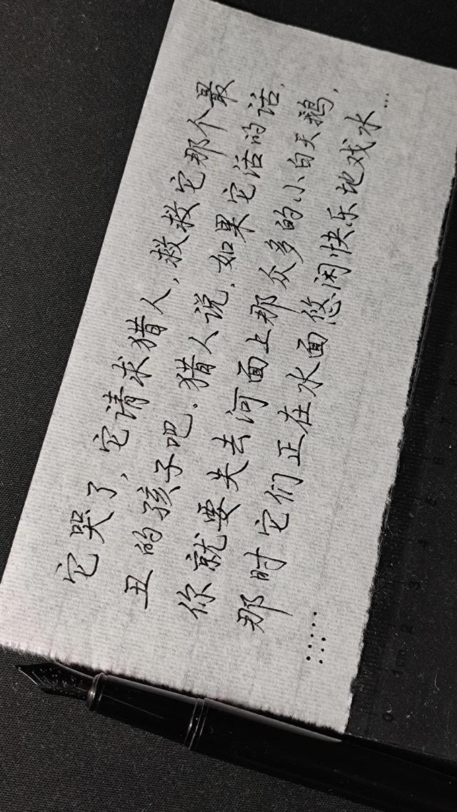 关于黑颈天鹅的故事，感情最专一的黑颈天鹅