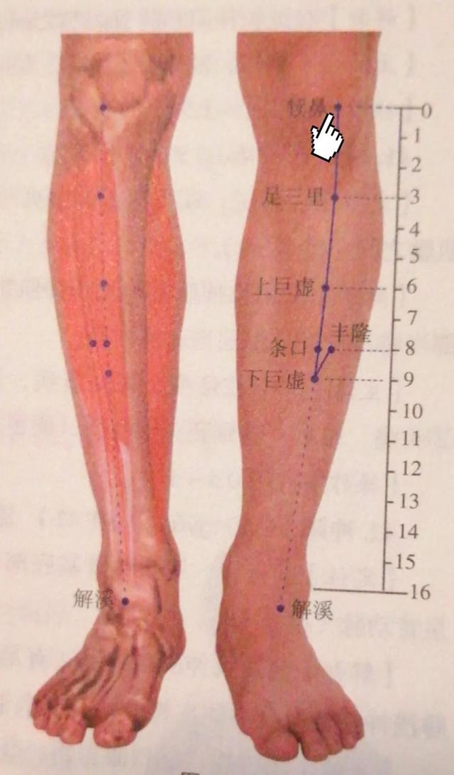 犊鼻的准确位置图，犊鼻穴的正确方法图解