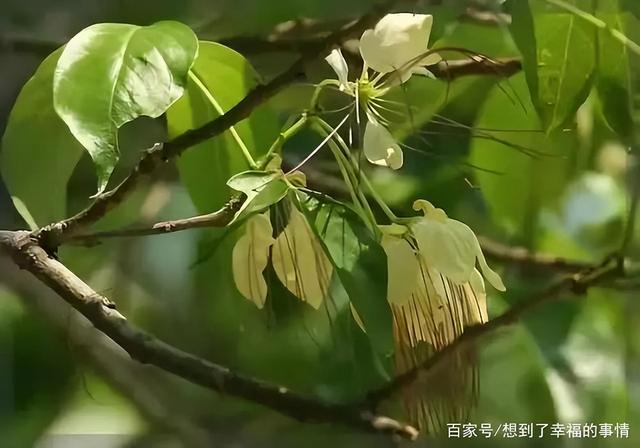 螨虫最怕的土办法，家里老人小孩老过敏