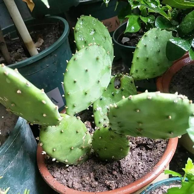 能净化空气的花卉，十种能净化空气吸收甲醛的花卉