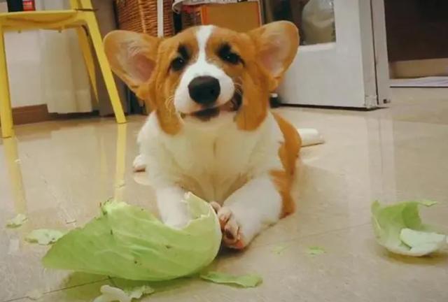 狗狗能吃西兰花吗，狗狗到底能不能吃蔬菜水果（狗狗饮食“红黑榜”）
