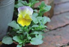 角堇从种子到开花，小花园年年增加的植物--角堇