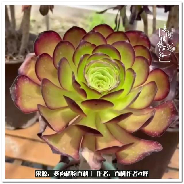 好养的容易上色的景天科多肉，景天科常见多肉图鉴不完全版D系列