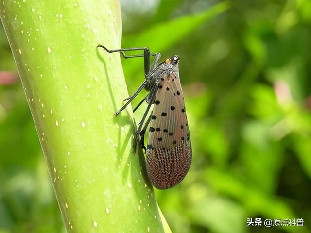 盘点童年玩过的十种昆虫，童年玩过的10种昆虫