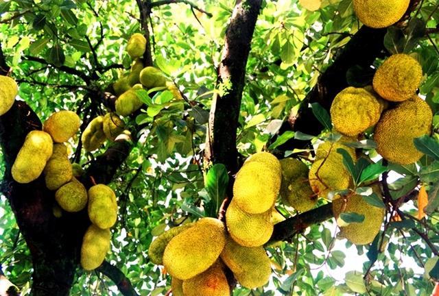 云南产什么水果，云南水果种类及名称