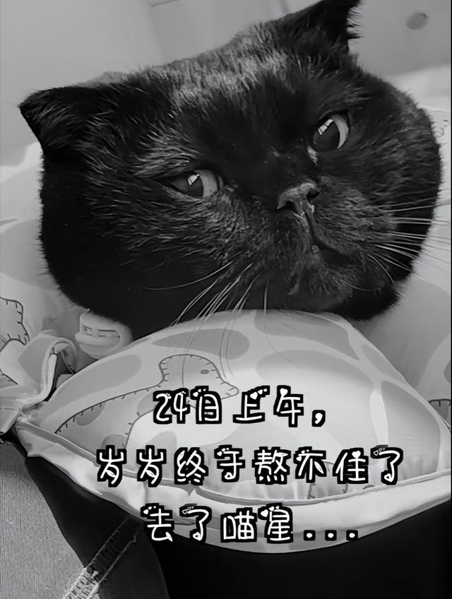 英短蓝猫容易生什么病，蓝猫“遗弃率高”不是没有道理