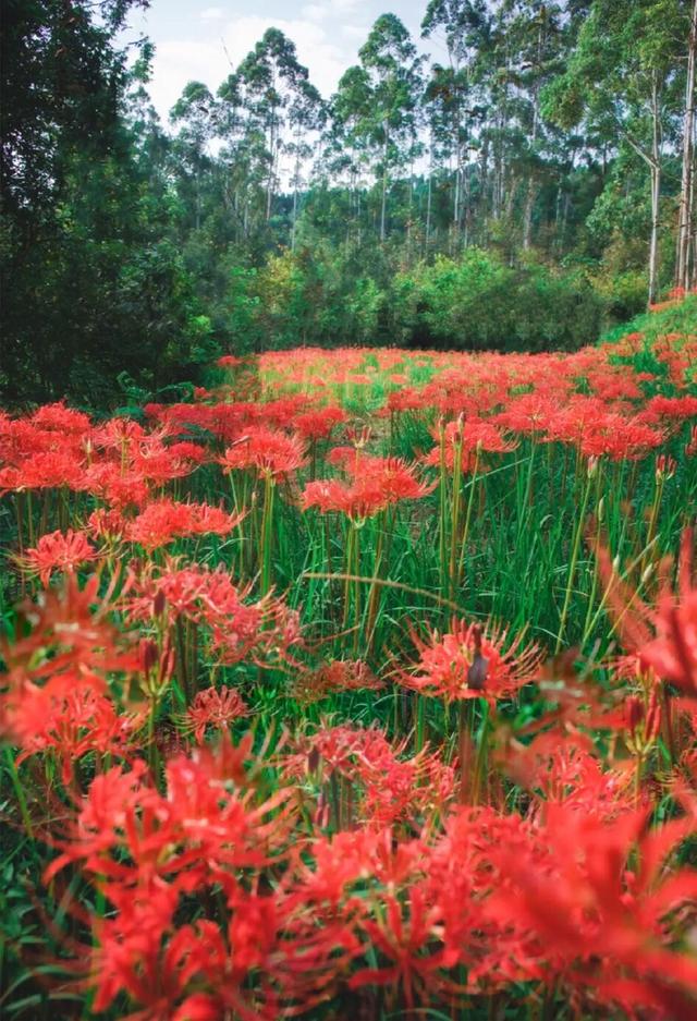 粉黛草向日葵彼岸花海...成都有多少惊喜，粉黛花海花期50天