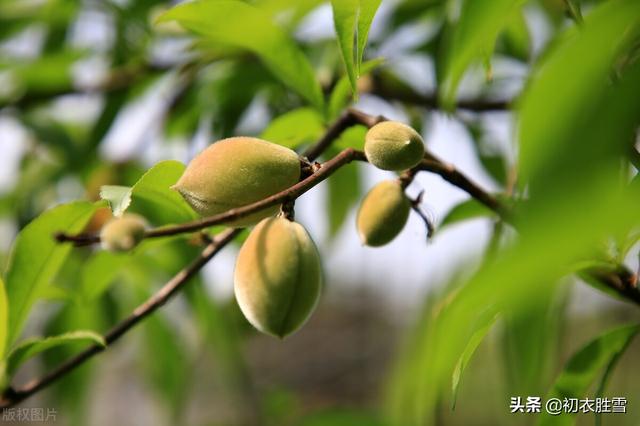 描写一夏的七绝诗，七绝.夏日十首