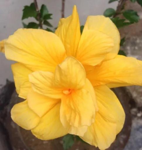 日出扶桑一丈高，朝观流水一声叹暮看高山千树摇