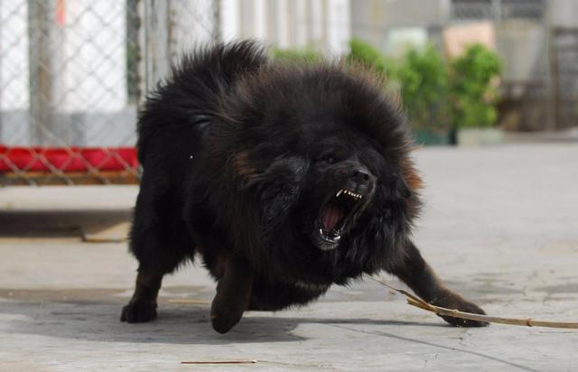 地表最凶猛的十大名犬，世上最凶猛的十大恶犬