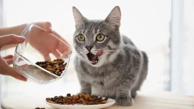 猫咪得胰腺炎是什么病，拉肚子下的危险病症