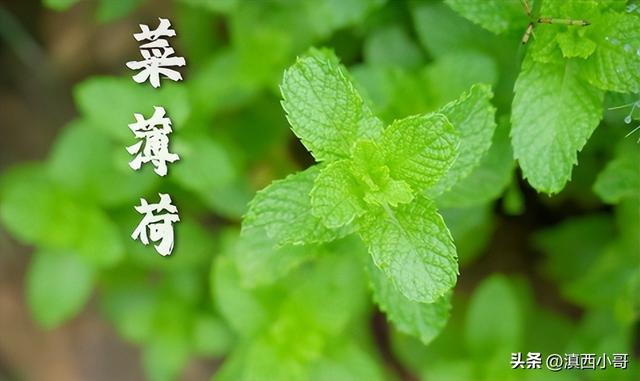 薄荷香料的做法大全，带你认识40款香料及各种底料炖料配方