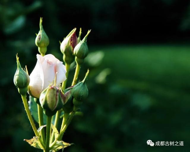 月季移栽最佳时间，月季几月份移栽最好（换一盆爆一盆）