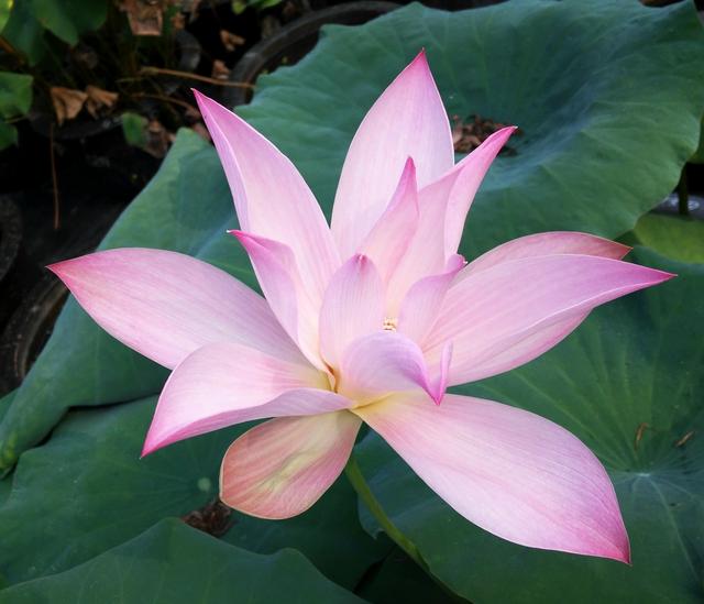 名贵荷花十大品种，最大的荷花品种排行榜