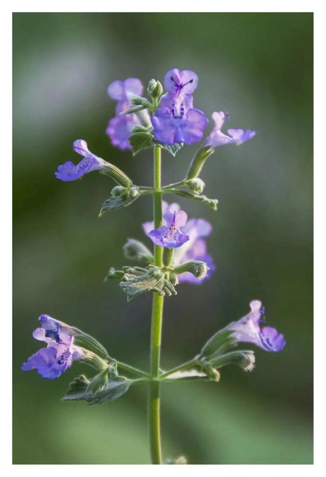 紫红色景观花卉，花卉紫色花卉