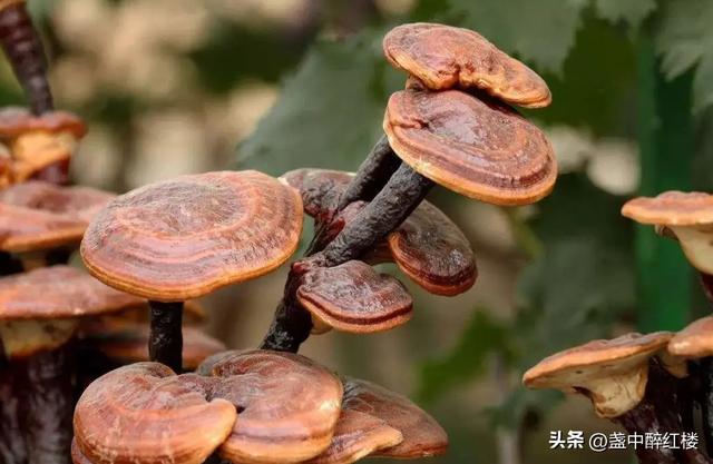 风水学屋前屋后有坟，俗话说“宅前有庙后有坟