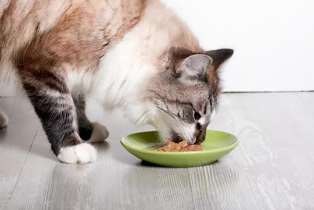猫吃什么食物除了猫粮，猫咪除了猫粮还可以吃什么（猫咪越吃越健康）