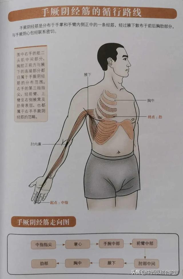 人体经络心包经的位置图，经络养生科普十二经筋